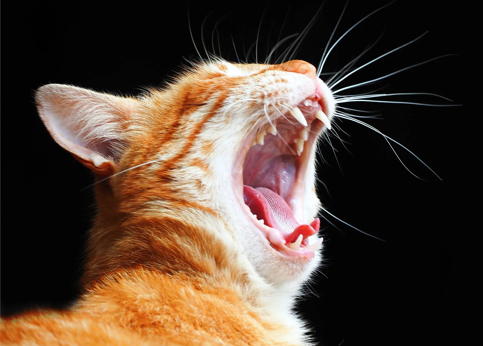Orange-colored-cat-yawns-displaying-teeth.webp